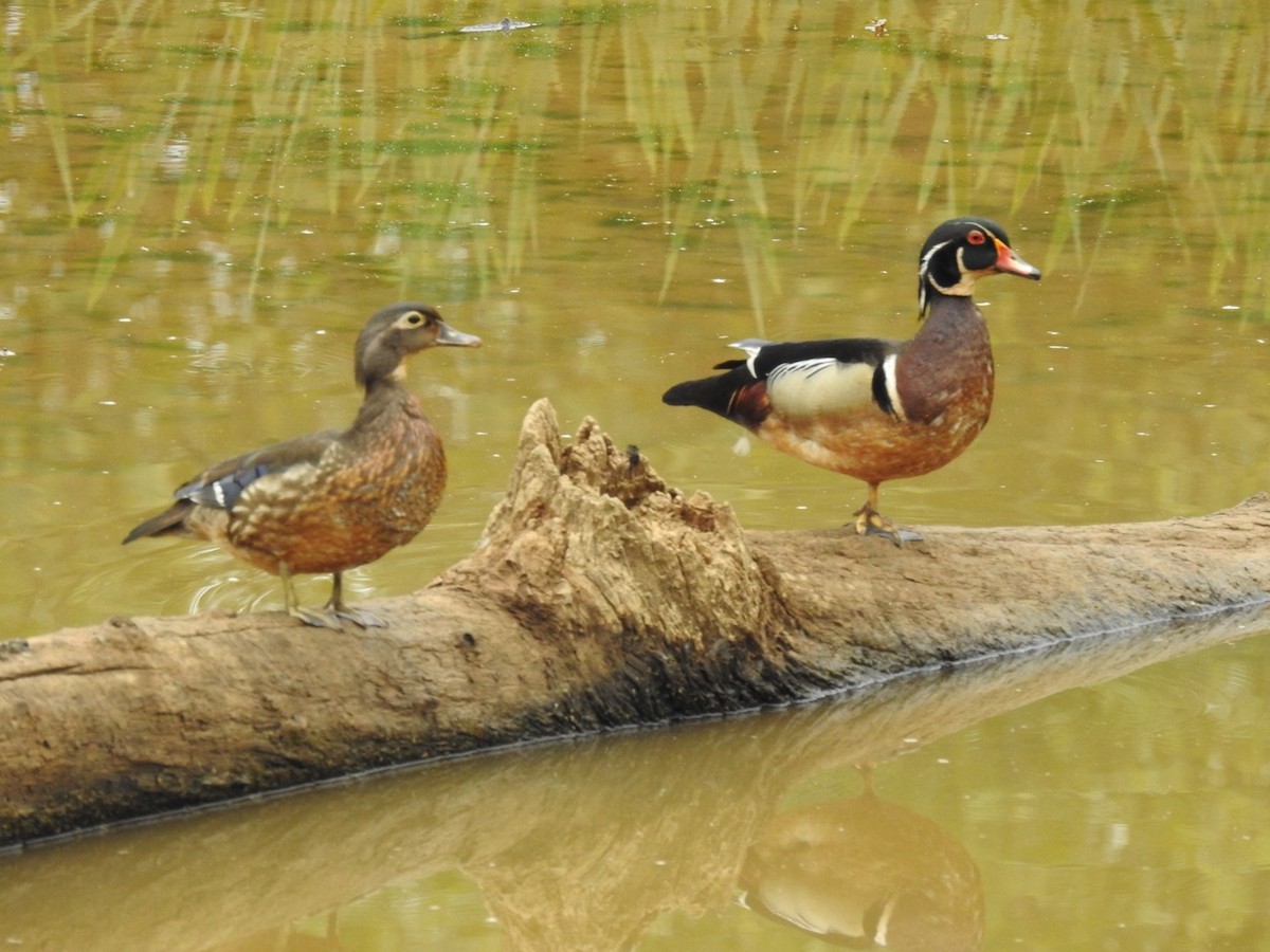 Wood Duck - ML634935434