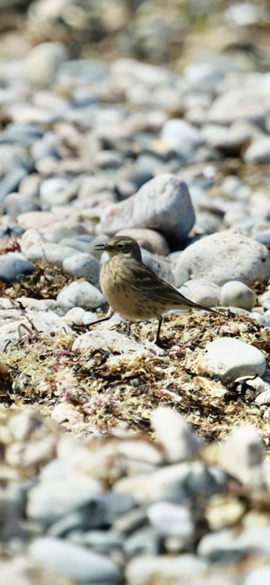 American Pipit - ML634935486