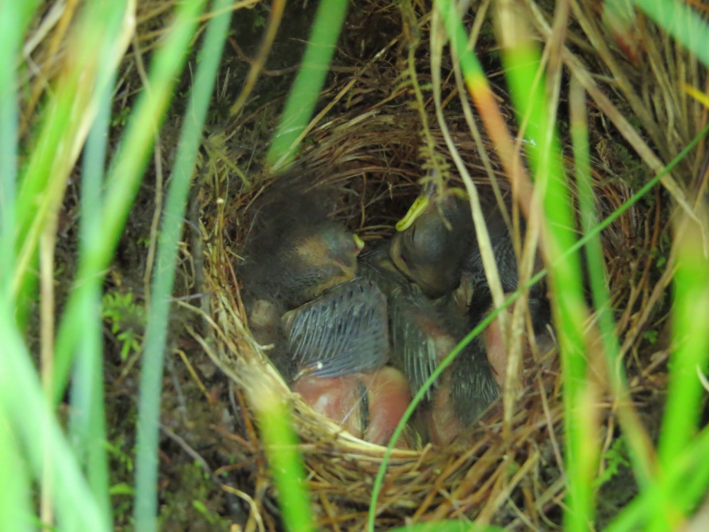 Dark-eyed Junco - ML63493551