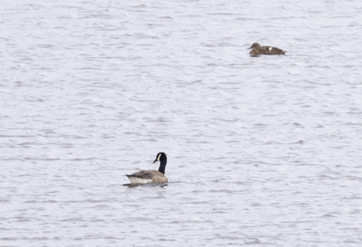 kanadagås - ML634935528