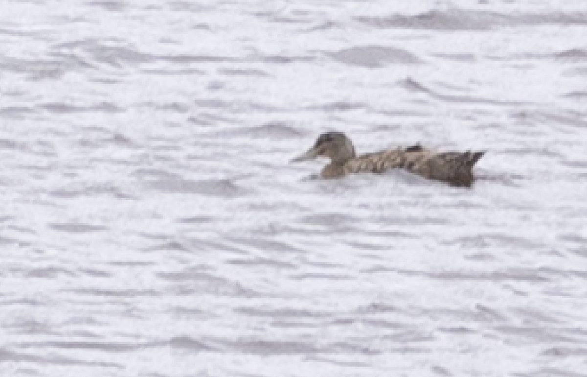 stripeand x stokkand (hybrid) - ML634935530