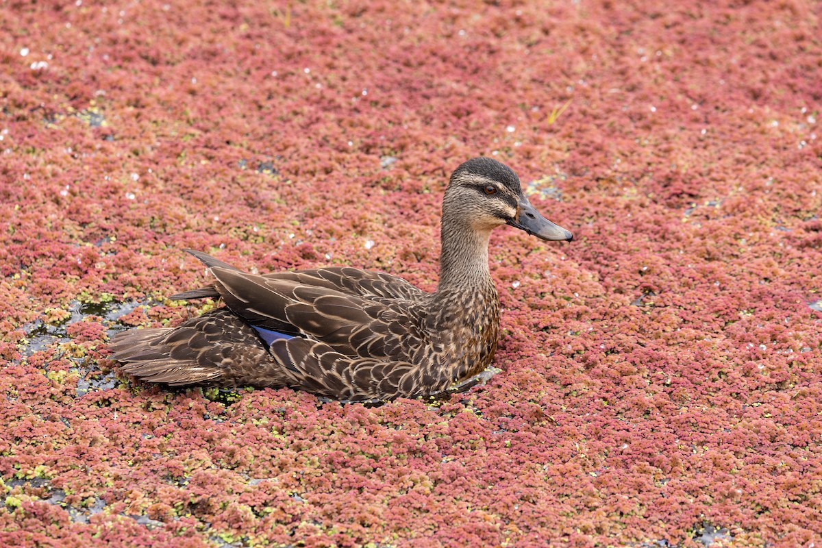 stripeand x stokkand (hybrid) - ML634935544