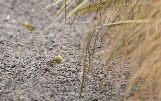 gulspurv - ML634935562