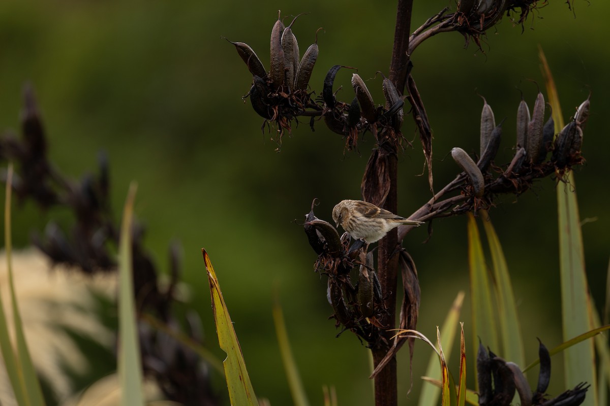 gråsisik - ML634935570