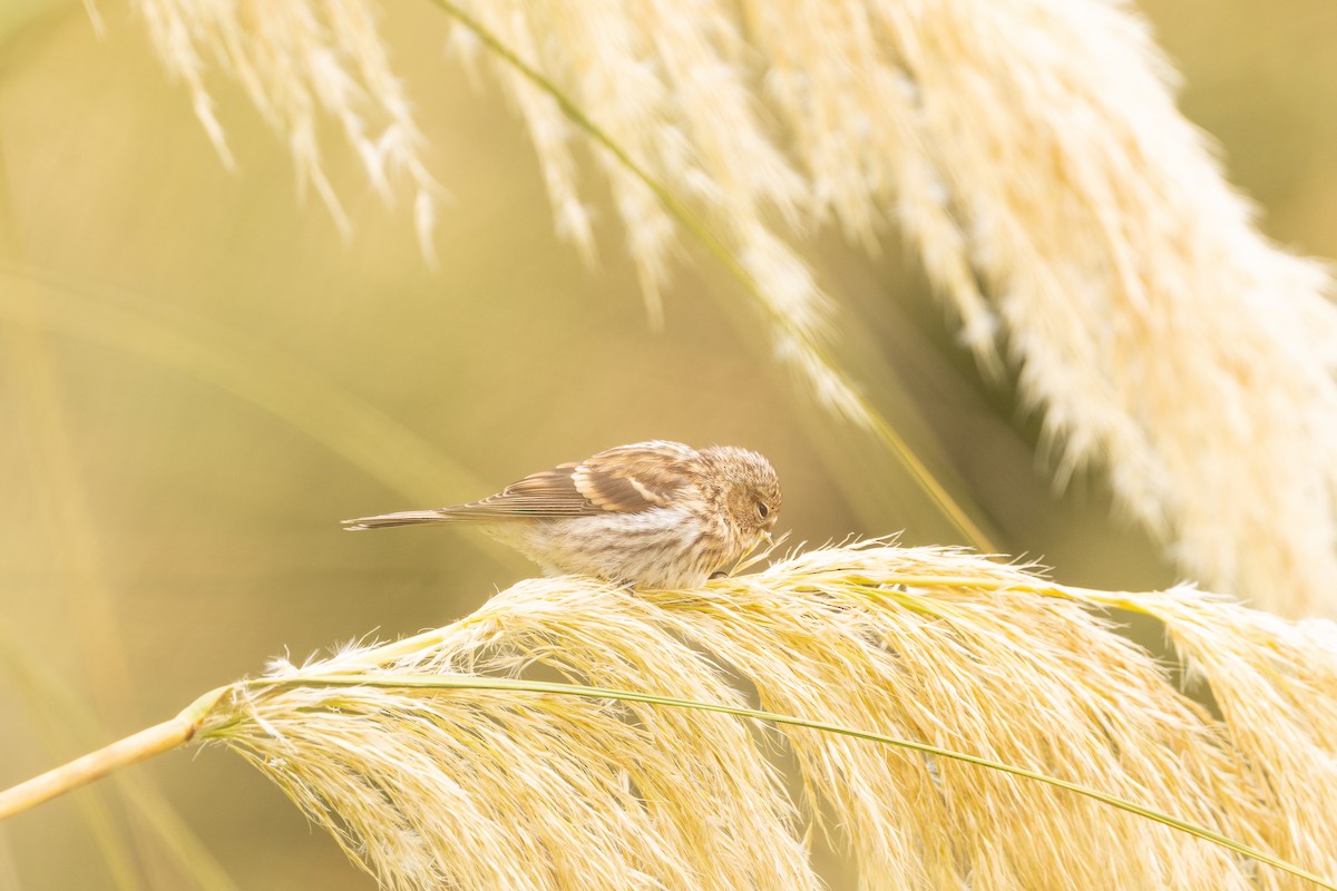 gråsisik - ML634935576