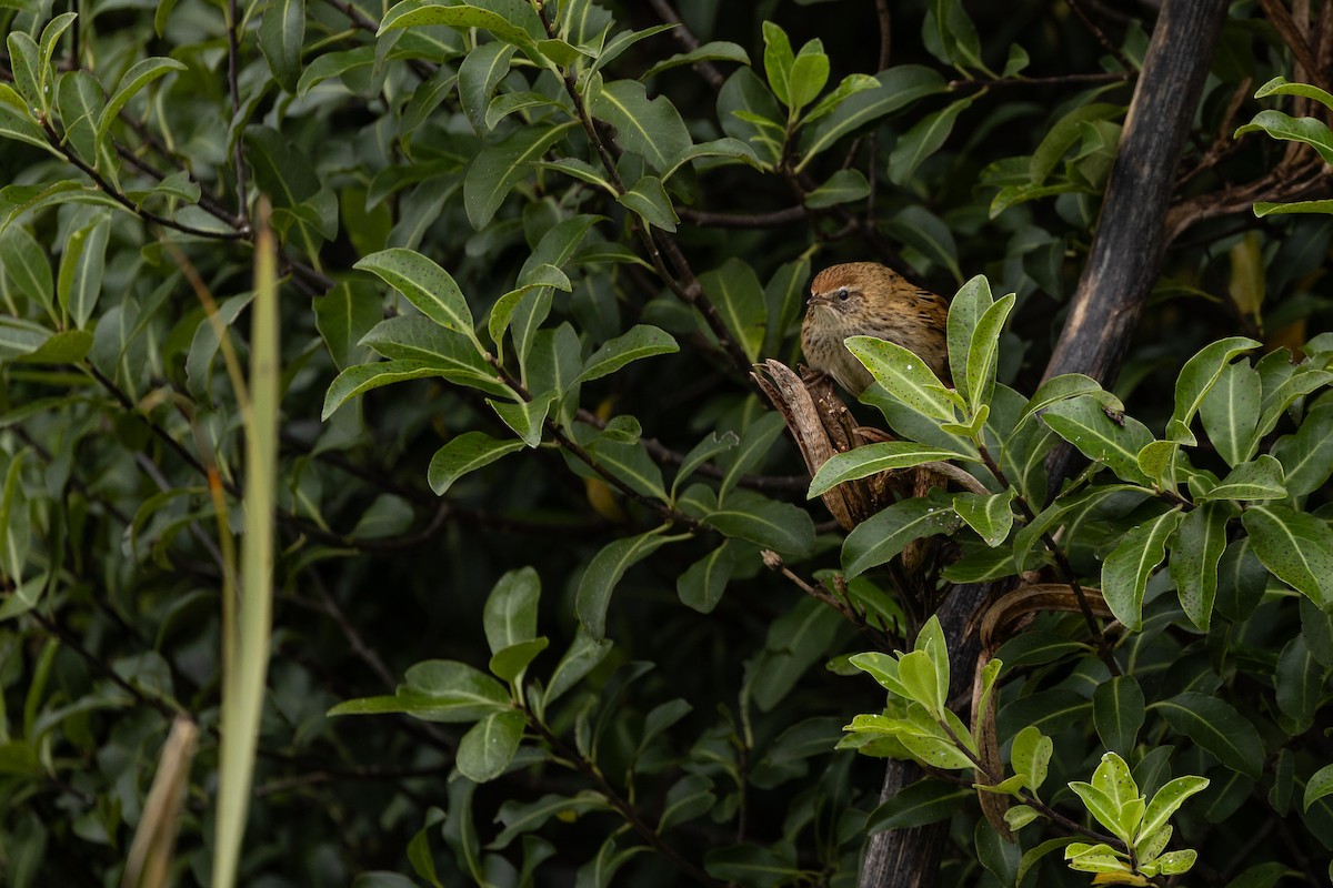 bregnesanger - ML634935604