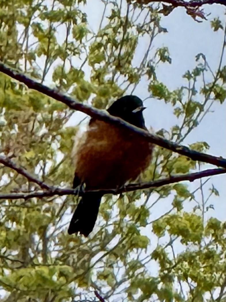Orchard Oriole - ML634935608