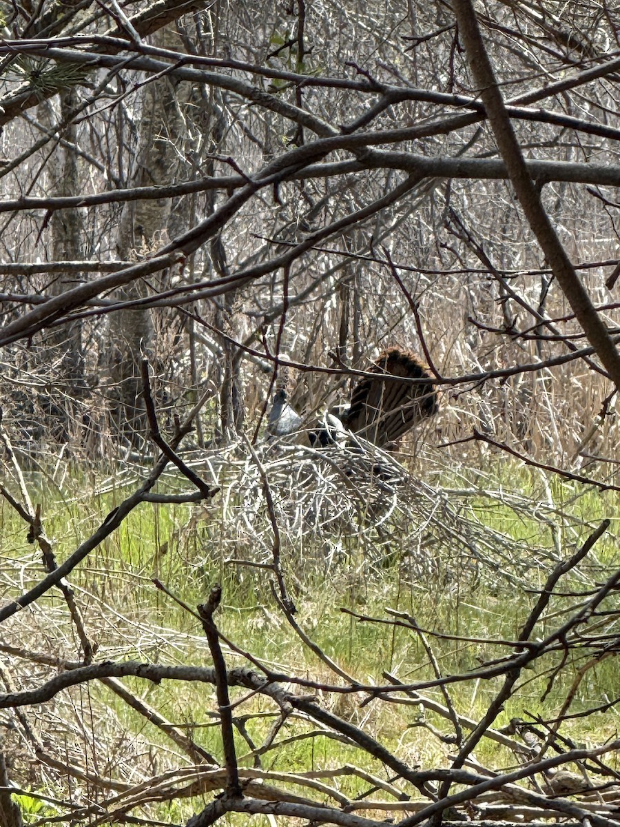 Wild Turkey - ML634935616