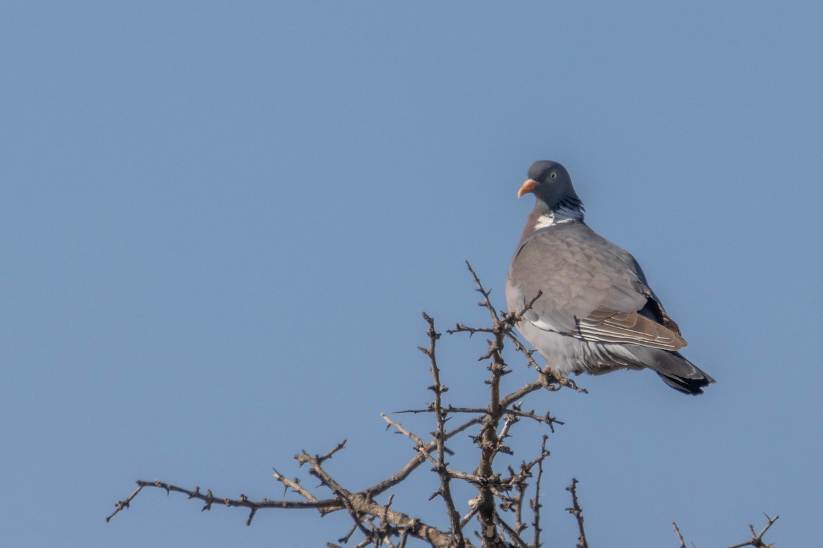 Common Wood-Pigeon - ML634935630