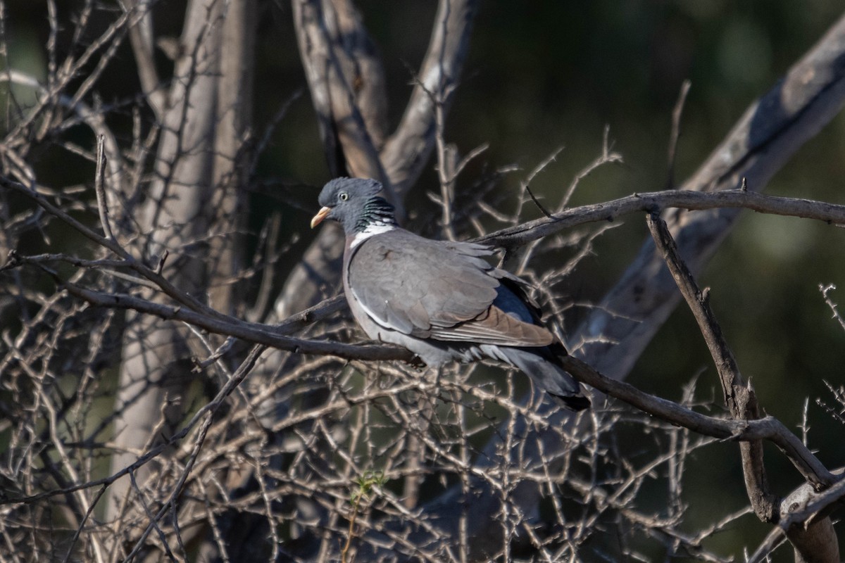 Common Wood-Pigeon - ML634935631