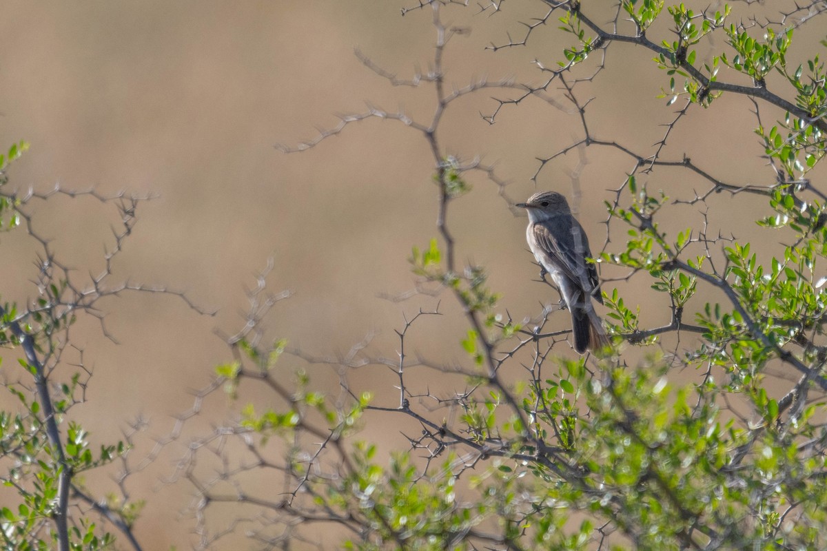Spotted Flycatcher - ML634935636