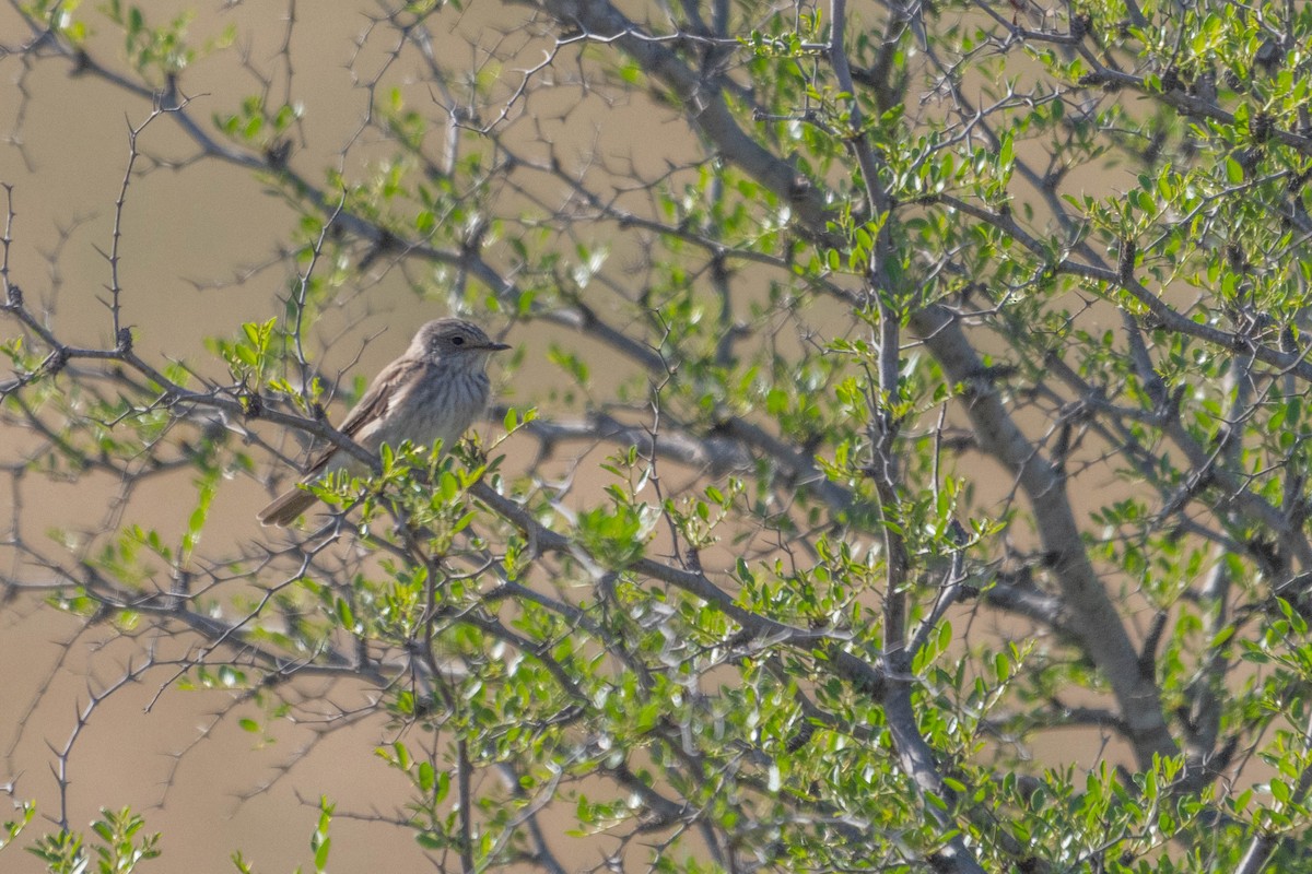 Spotted Flycatcher - ML634935637