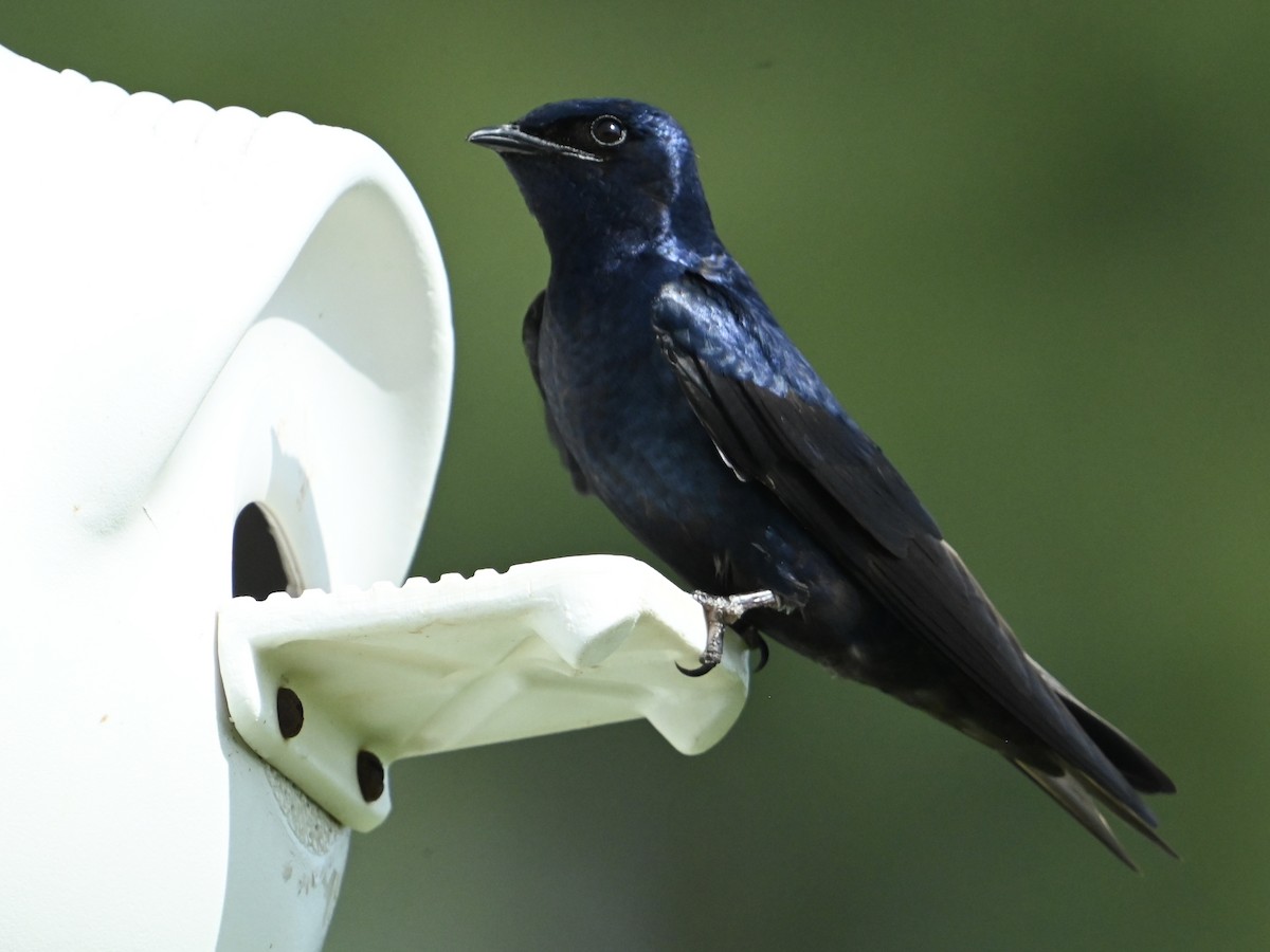 Purple Martin - ML634935645