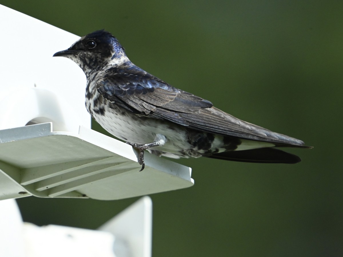 Purple Martin - ML634935659