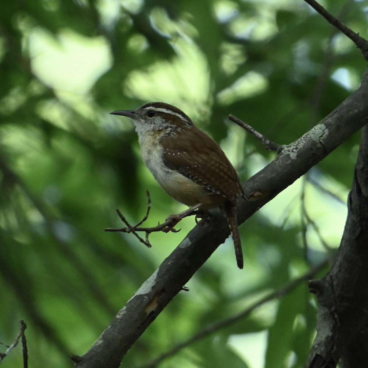 Carolina Wren - ML634935666