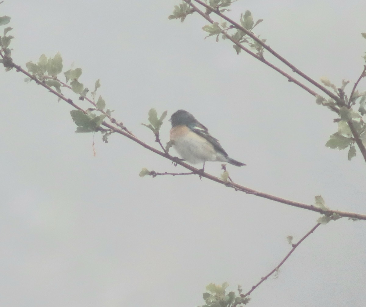 Lazuli Bunting - ML634935667