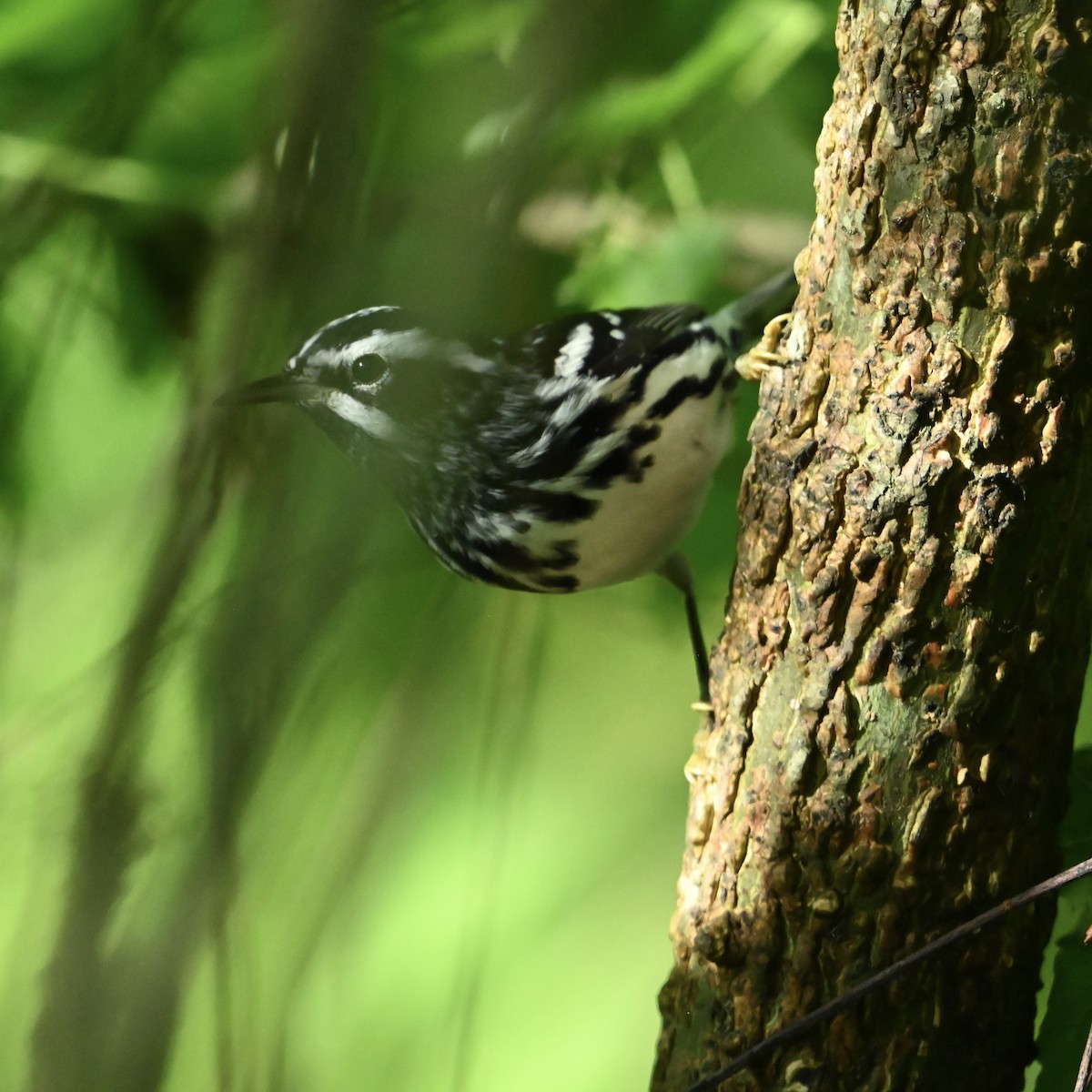 Black-and-white Warbler - ML634935696