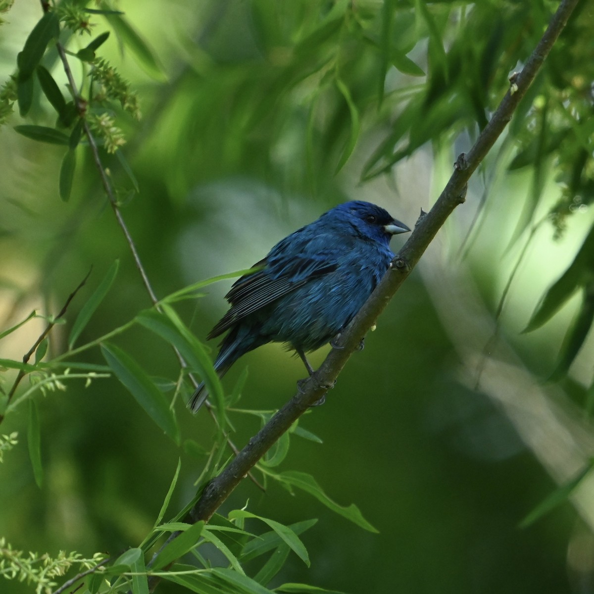 Indigo Bunting - ML634935721