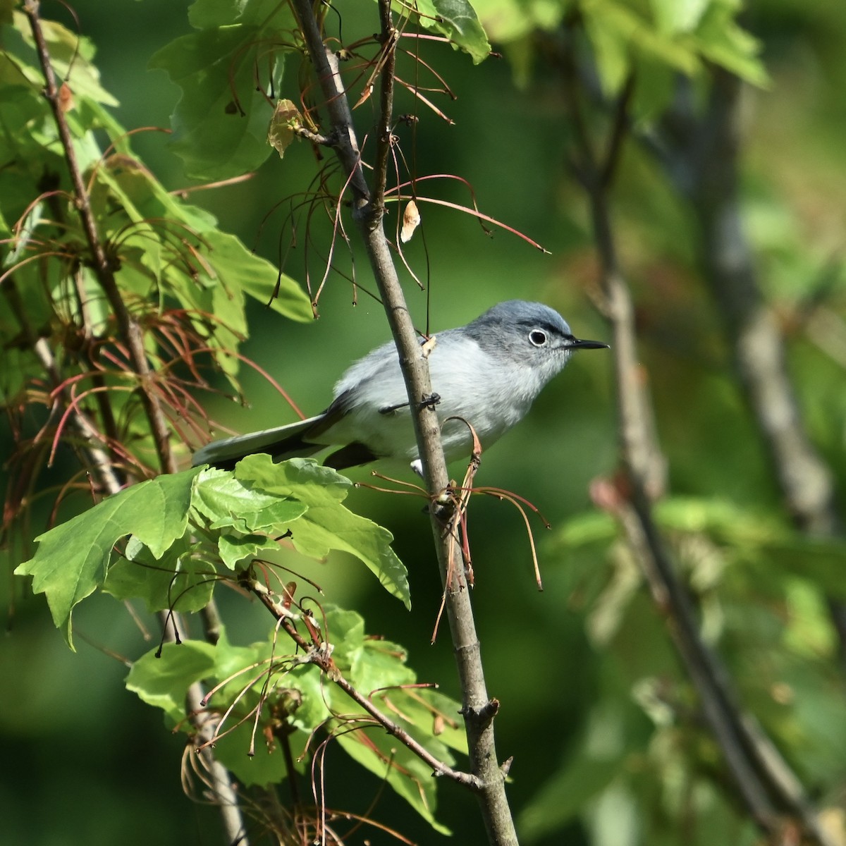 Blue-gray Gnatcatcher - ML634935729