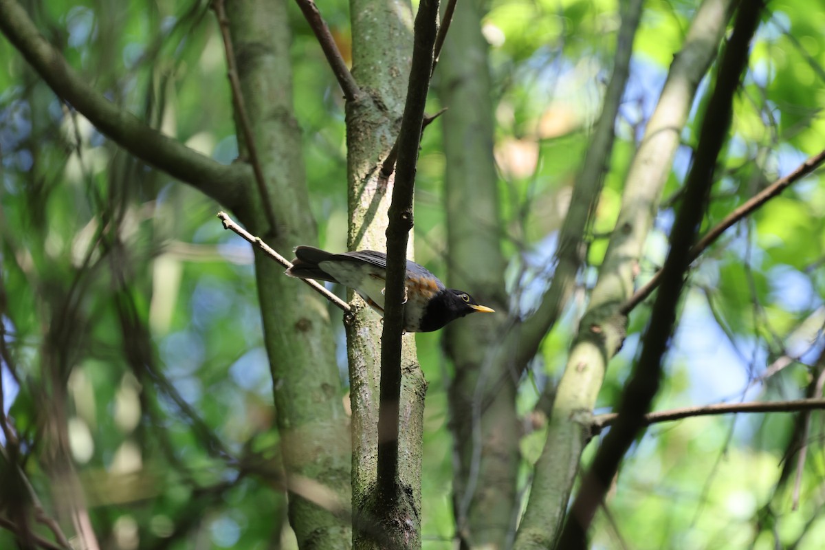 Black-breasted Thrush - ML634935753