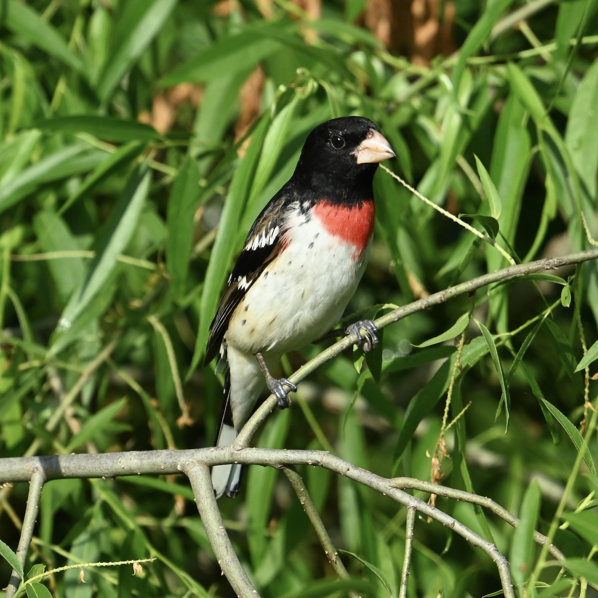 Rose-breasted Grosbeak - ML634935769
