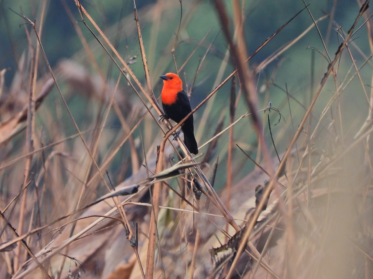 Scarlet-headed Blackbird - ML634935782