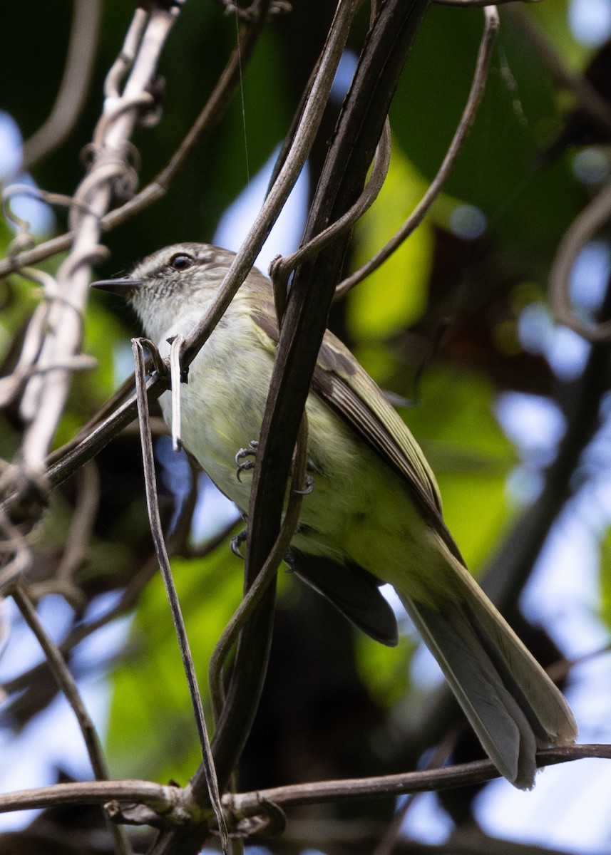 Jamaican Elaenia - ML634935790