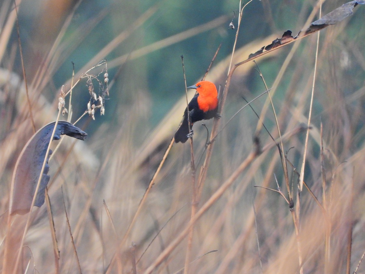 Scarlet-headed Blackbird - ML634935859