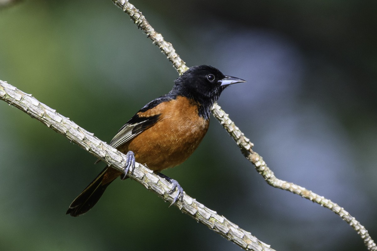 Orchard Oriole - ML634935865