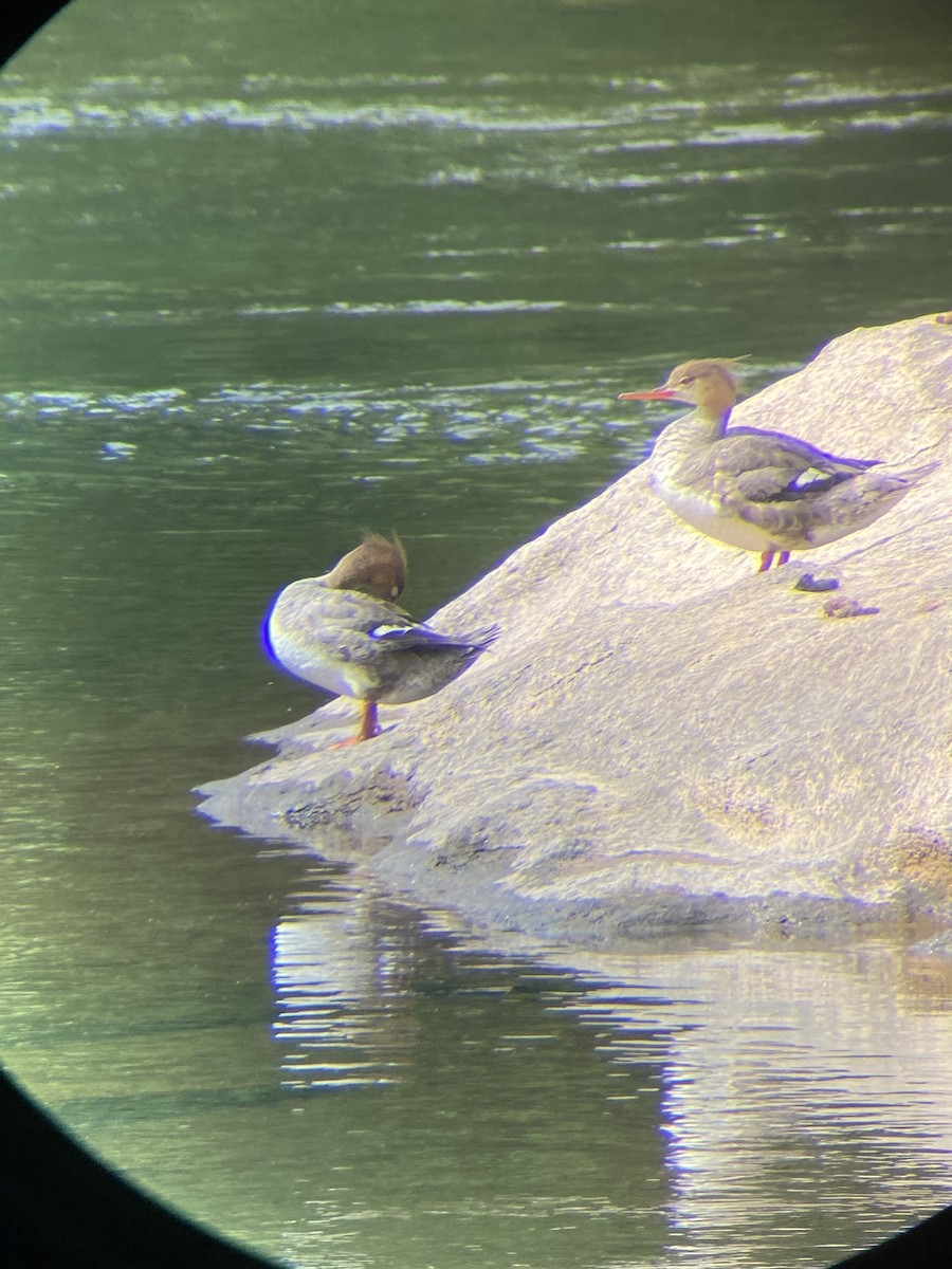 Red-breasted Merganser - ML634935880