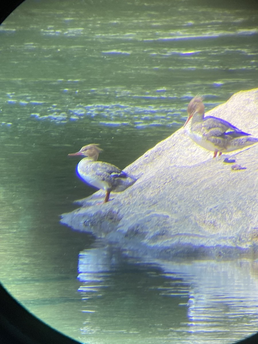 Red-breasted Merganser - ML634935881