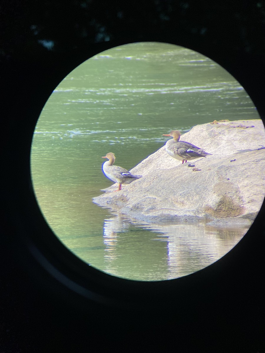 Red-breasted Merganser - ML634935882