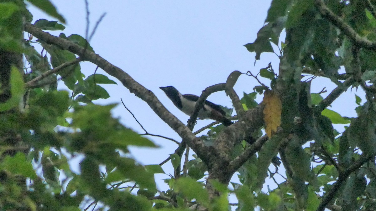 White-bellied Treepie - ML634935938