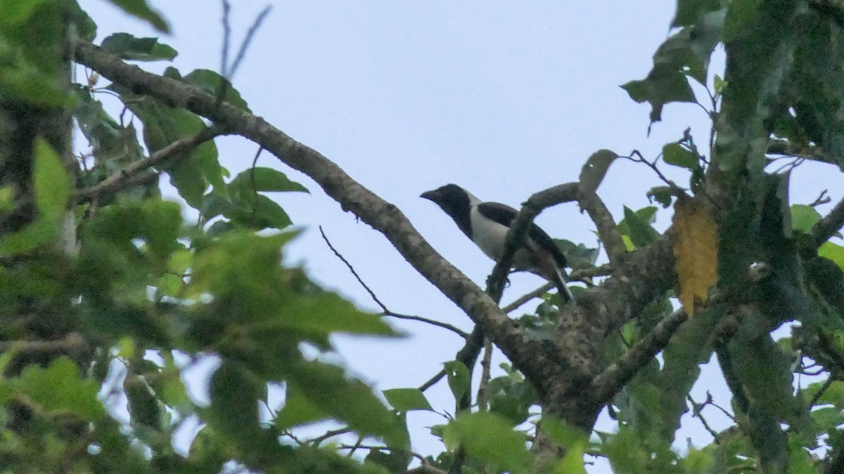 White-bellied Treepie - ML634935939
