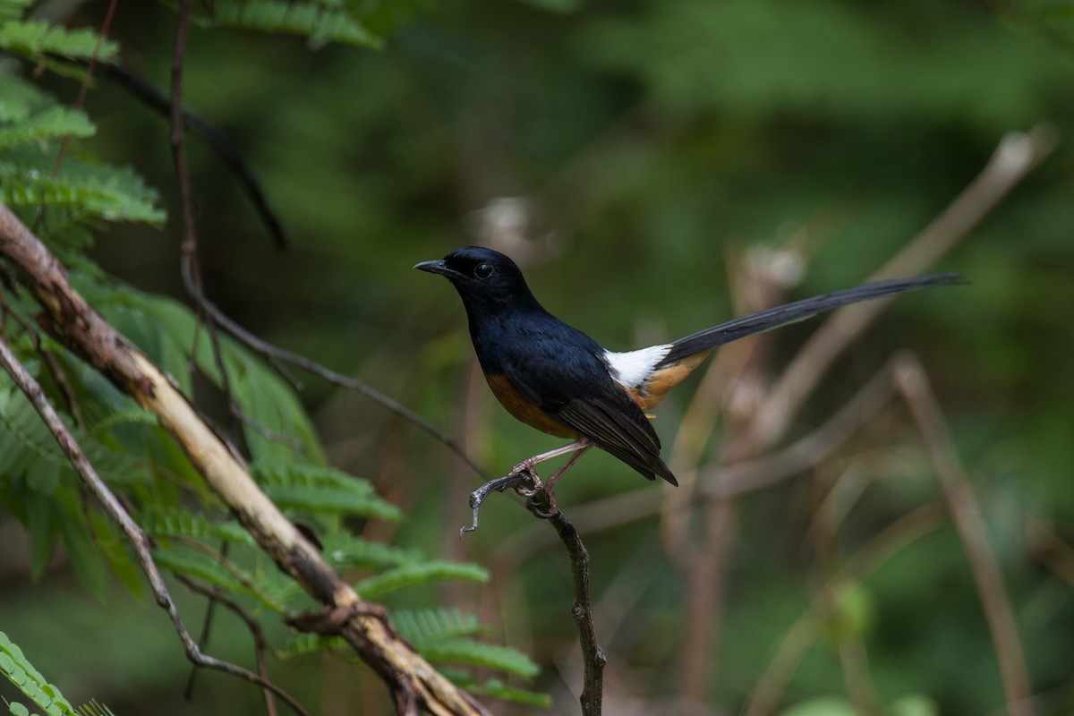 White-rumped Shama (White-rumped) - ML634935945