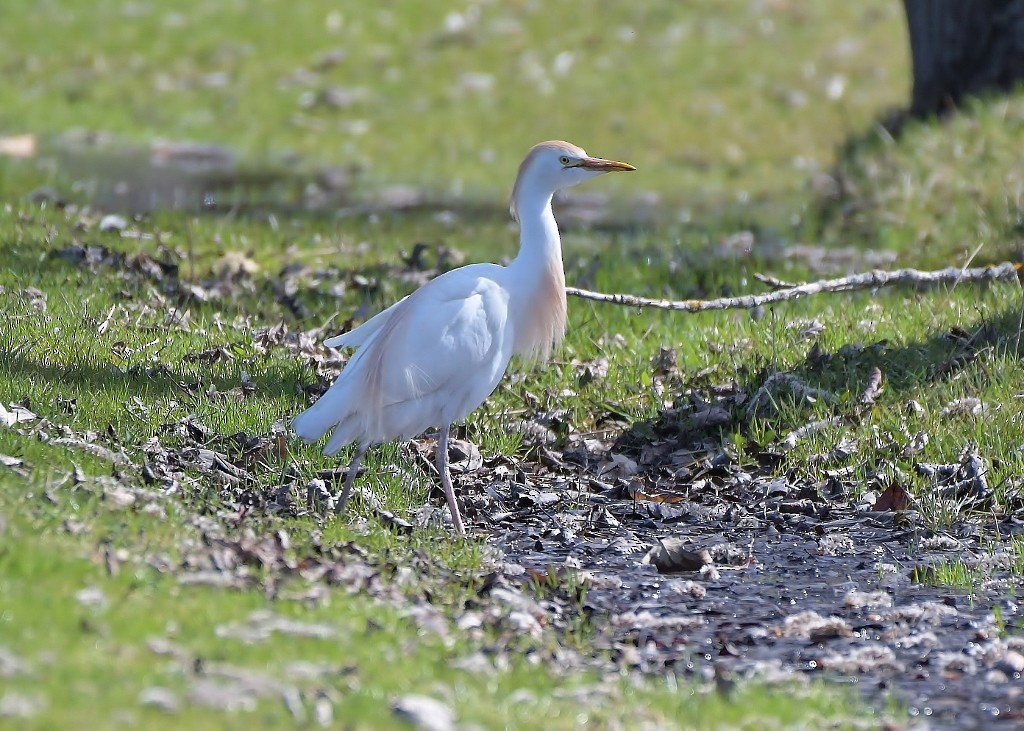 Western Cattle-Egret - ML634936083