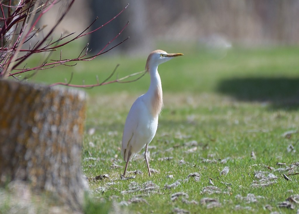 Western Cattle-Egret - ML634936084
