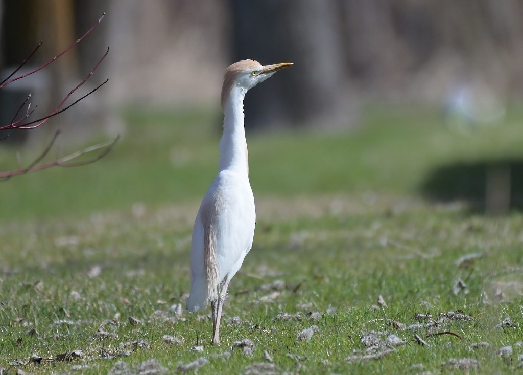 Western Cattle-Egret - ML634936085