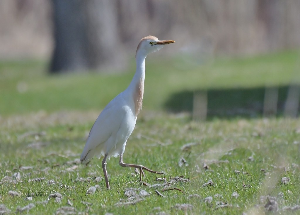Western Cattle-Egret - ML634936086