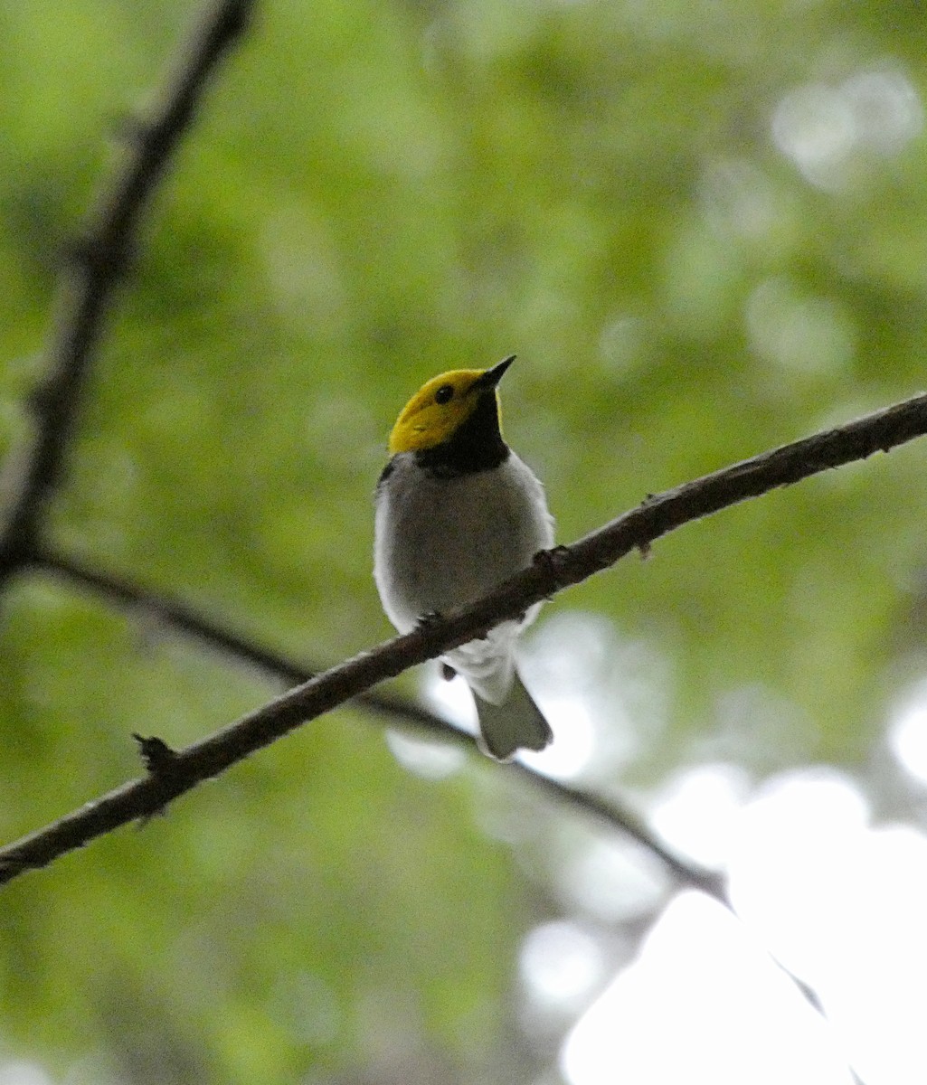 Hermit Warbler - ML634936093
