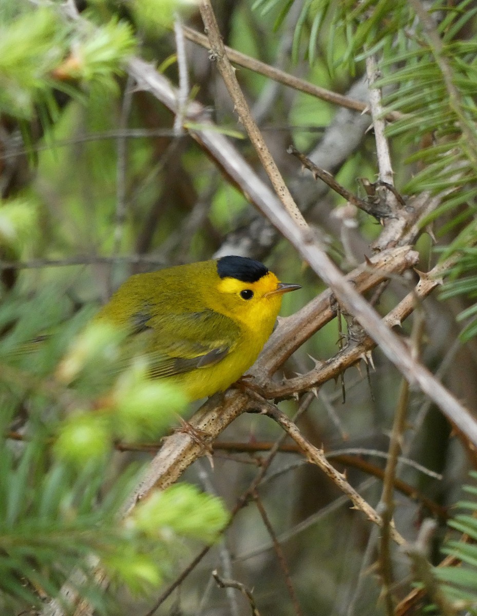Wilson's Warbler - ML634936105