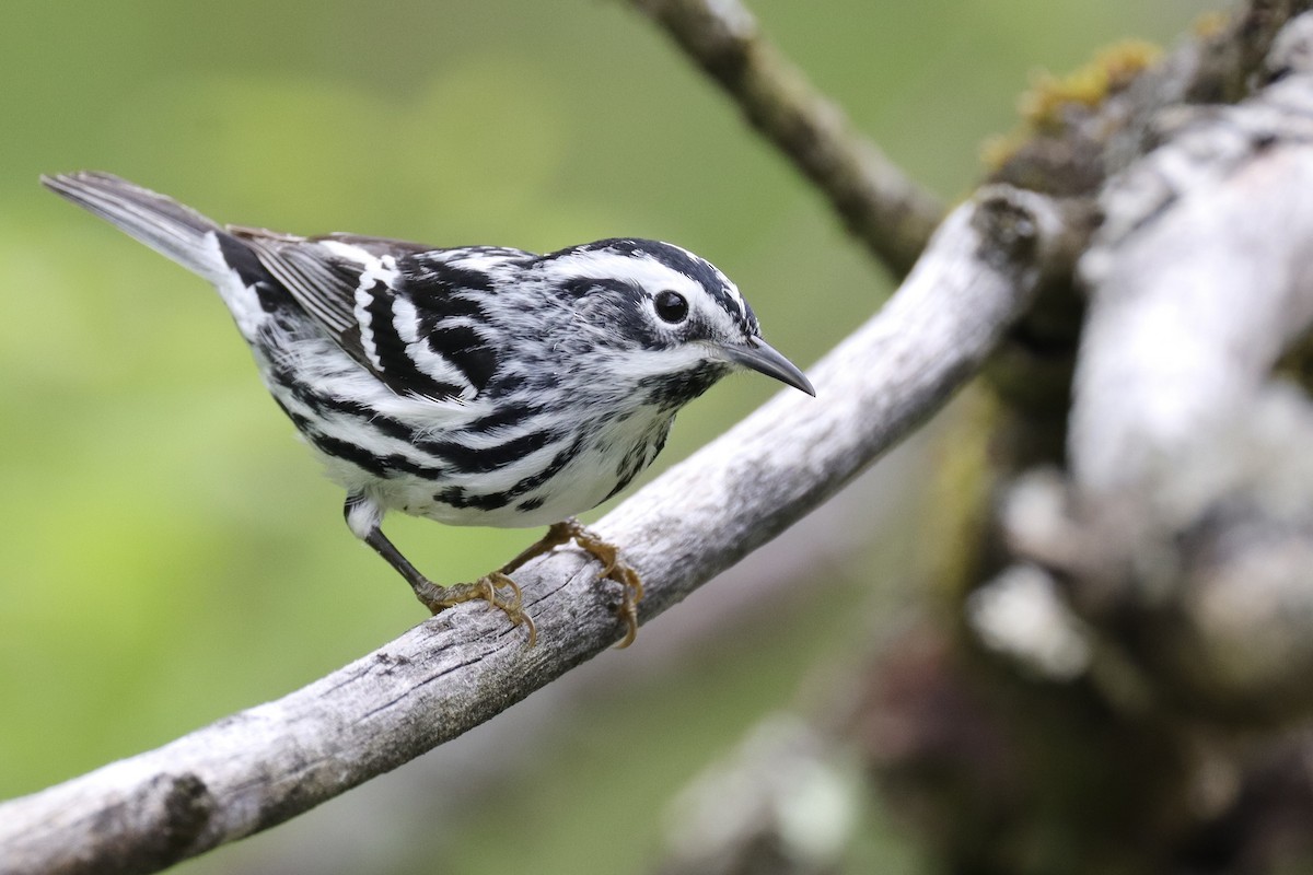 Black-and-white Warbler - ML634936140
