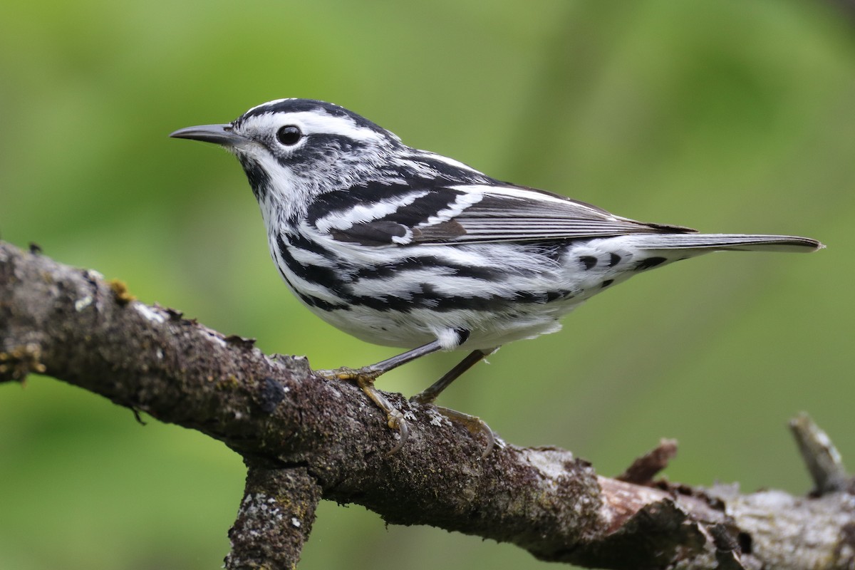 Black-and-white Warbler - ML634936141