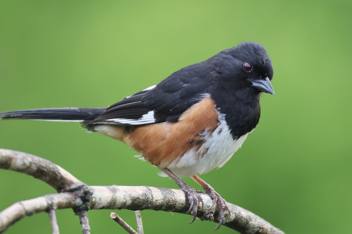 Eastern Towhee - ML634936170