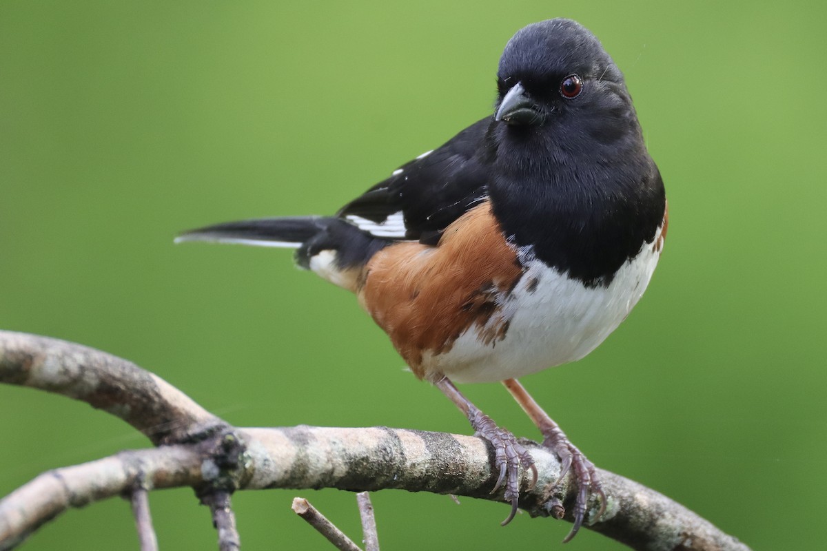 Eastern Towhee - ML634936171