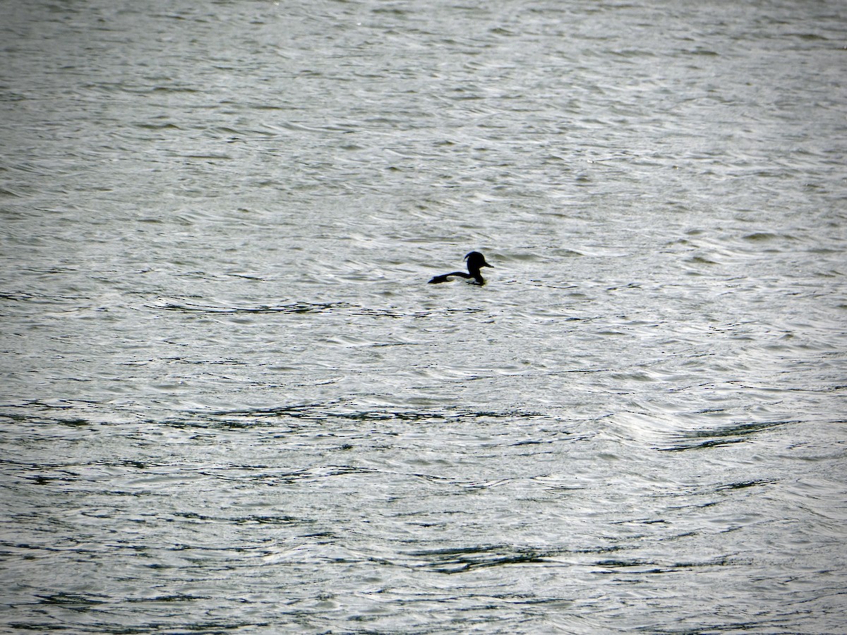 Tufted Duck - ML634936260