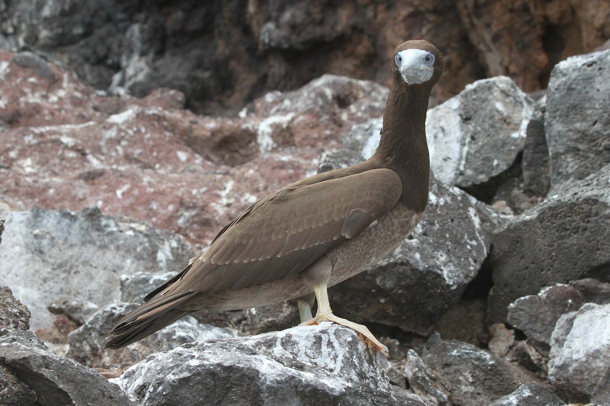 Brown Booby (Forster's) - ML634936288