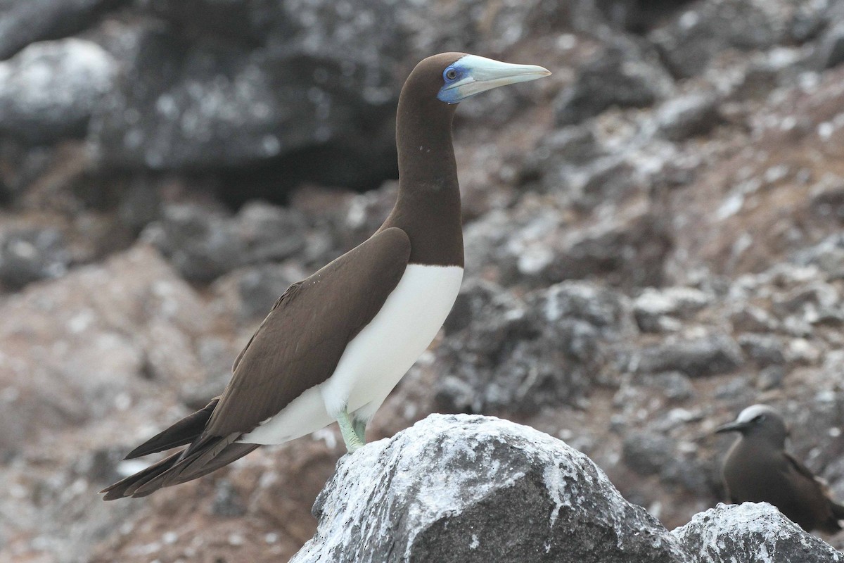 Brown Booby (Forster's) - ML634936337