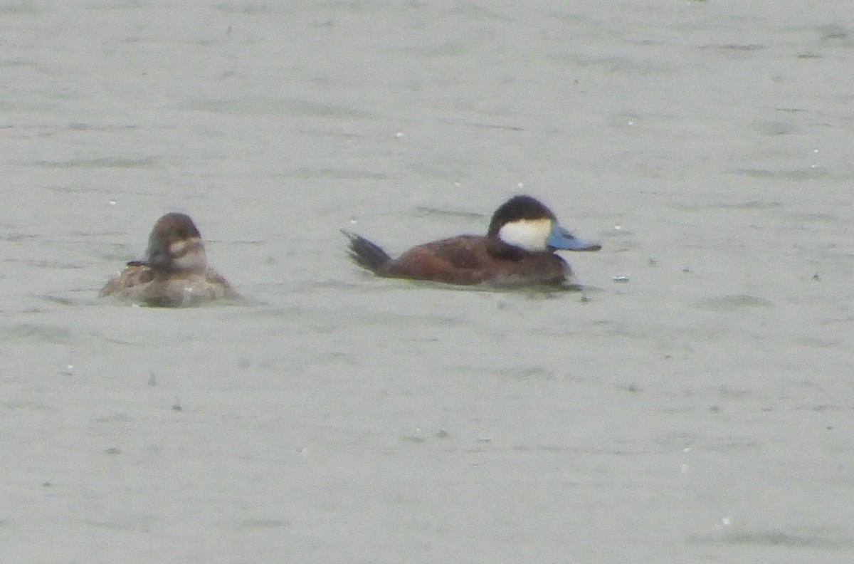 Ruddy Duck - ML634936352