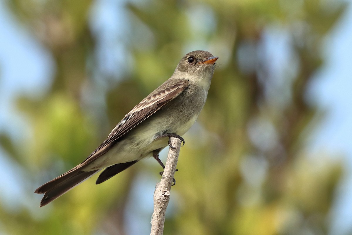 Eastern Wood-Pewee - ML634936356